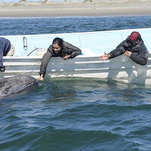 Bilder The Dream of Lu