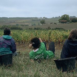 Bilder Von Trauben und Menschen