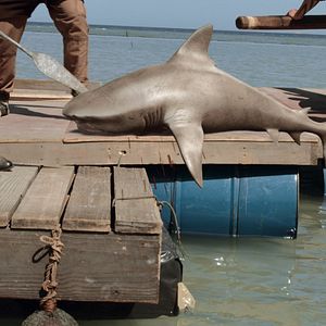 Bilder Planet Of The Sharks