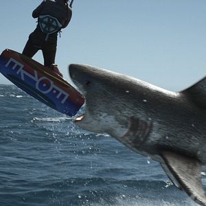 Bilder Planet Of The Sharks