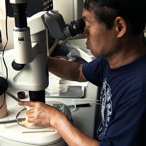 Bilder Spira Mirabilis