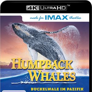Bilder Humpback Whales - Buckelwale im Pazifik