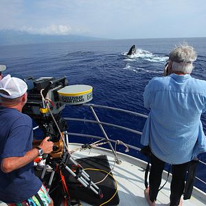 Bilder Humpback Whales - Buckelwale im Pazifik