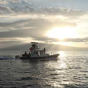 Bilder Humpback Whales - Buckelwale im Pazifik