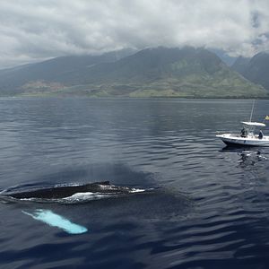 Bilder Humpback Whales - Buckelwale im Pazifik