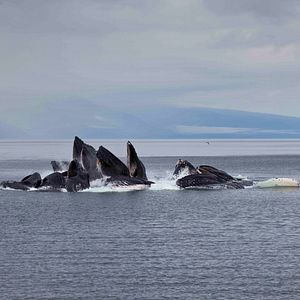 Bilder Humpback Whales - Buckelwale im Pazifik