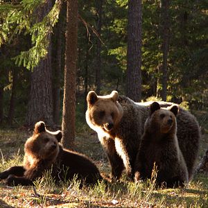 Bilder Wildes Baltikum