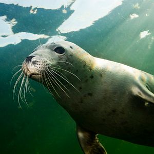 Bilder Wildes Baltikum