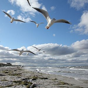 Bilder Wildes Baltikum