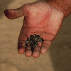 Bilder Brûle la mer