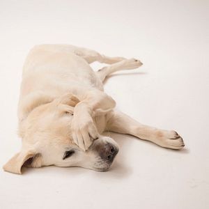 Bilder Wer kriegt den Hund?