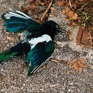 Bilder Der Ornithologe