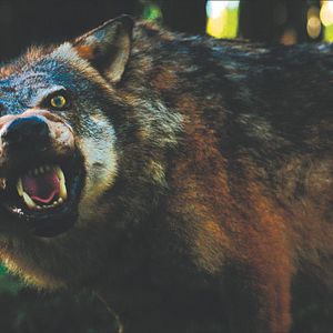 Bilder Der Ornithologe