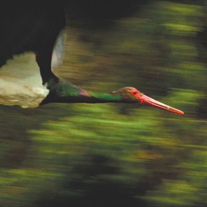 Bilder Der Ornithologe