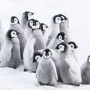 Bilder Die Reise der Pinguine 2