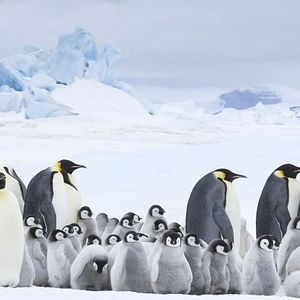 Bilder Die Reise der Pinguine 2