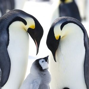Bilder Die Reise der Pinguine 2