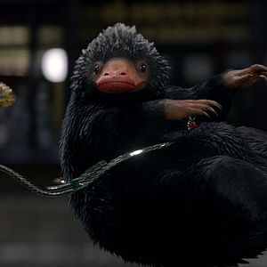 Bilder Phantastische Tierwesen und wo sie zu finden sind