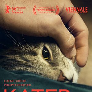 Bilder Kater