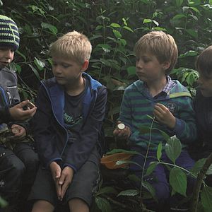 Bilder Von Bananenbäumen träumen