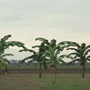 Bilder Von Bananenbäumen träumen