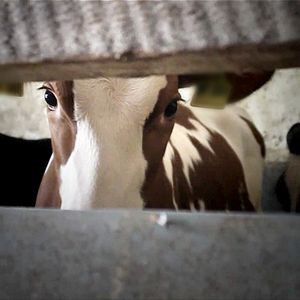 Bilder Im Namen der Tiere