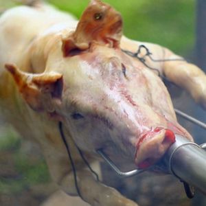 Bilder Im Namen der Tiere