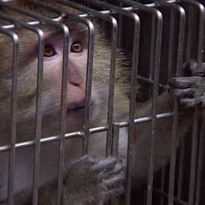 Bilder Im Namen der Tiere