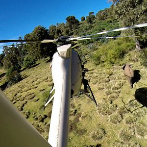 Bilder The Ivory Game: Das Elfenbein-Komplott