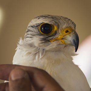 Bilder The Challenge