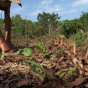 Bilder Auroville
