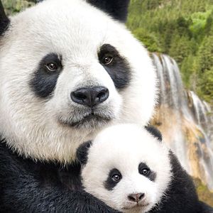 Bilder Born In China