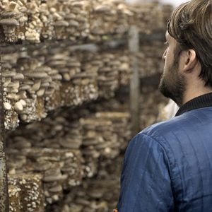 Bilder Ants on a Shrimp