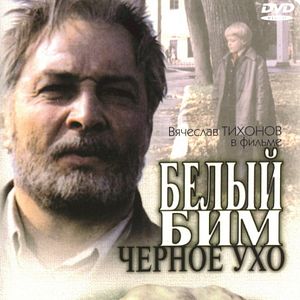 Bilder Weißer Bim Schwarzohr