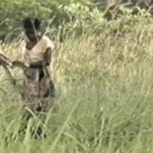 Bilder A Colheita do Diabo