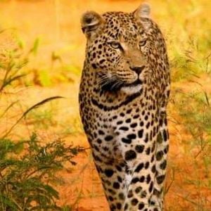 Bilder The Last Wild