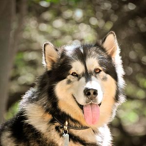 Bilder Kleine Helden, große Wildnis 2 - Abenteuer Serengeti