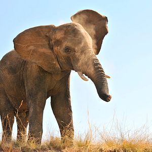 Bilder Kleine Helden, große Wildnis 2 - Abenteuer Serengeti