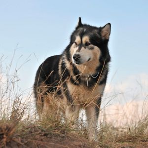 Bilder Kleine Helden, große Wildnis 2 - Abenteuer Serengeti