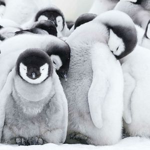 Bilder Die Reise der Pinguine 2