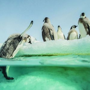 Bilder Die Reise der Pinguine 2