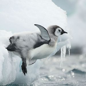 Bilder Die Reise der Pinguine 2