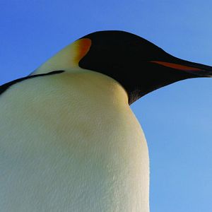Bilder Die Reise der Pinguine 2