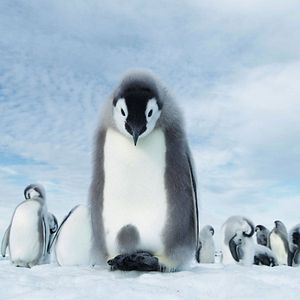 Bilder Die Reise der Pinguine 2