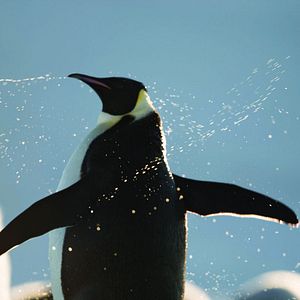 Bilder Die Reise der Pinguine 2