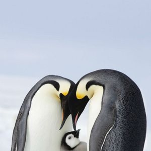 Bilder Die Reise der Pinguine 2