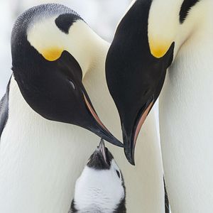 Bilder Die Reise der Pinguine 2