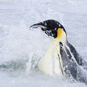 Bilder Die Reise der Pinguine 2