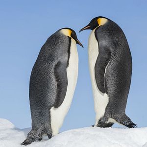 Bilder Die Reise der Pinguine 2