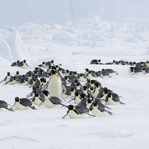 Bilder Die Reise der Pinguine 2